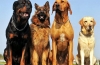 20 Najlepszych ras psów stróżujących z imionami i zdjęciami: wybór przewodników psów