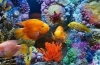 31 Najpiękniejszych ryb akwariowych