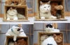 4 Pomysły diy na zrobienie wygodnych domków dla kotów