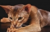 Kot abisyński to zwierzę, które nie chodzi samodzielnie