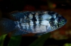 Acara niebieska (andinoacara pulcher)