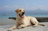 Psy aktywne ze szczególną uwagą - poznanie labrador retriever