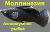 Ryby akwariowe molliesia: konserwacja i pielęgnacja