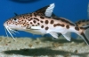 Synodontis sumowa ryba akwariowa