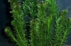 Elodea roślina akwariowa: uprawa, rozmnażanie, zdjęcie