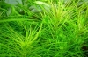 Roślina akwariowa pogostemon ośmiornica: pielęgnacja i pielęgnacja
