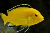 Pielęgnacja akwariów i reprodukcja żółtego labidochromis