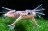 Żaby akwariowe: cechy treści