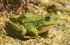 Żaby akwariowe: pielęgnacja, pielęgnacja i rozmnażanie