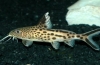 Ryby akwariowe synodontis: utrzymanie i rozmnażanie