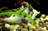 Ślimaki akwariowe: wszystkie rodzaje ze zdjęciami i imionami