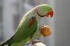 Papuga aleksandryjska