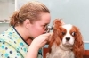 Alergiczne zapalenie ucha środkowego u psów