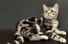 Kot amerykański krótkowłosy