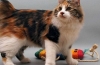 Zdjęcia kota american bobtail, historia i opis rasy, charakteru, opieki