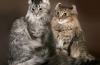 American curl: opis rasy i charakteru kotów
