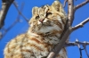 Kot leśny amurski: opis gatunku