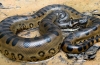 Anakonda - gigantyczny wąż