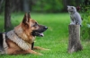 Analiza moczu u kotów i psów: transkrypcja