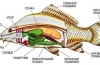 Anatomia ryby - wewnętrzna i zewnętrzna struktura strunowców