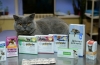 Antybiotyki o szerokim spektrum dla kotów - który wybrać?