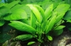 Anubias: pielęgnacja i rozmnażanie roślin akwariowych