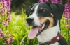 Pies pasterski appenzeller: łobuz, łatwy do wyszkolenia