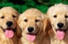 Apteczka dla psów alergicznych: przewodnik dla opiekunów
