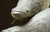 Arapaima gigas: siedliska i zwyczaje gigantycznych ryb piraruku