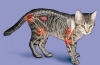 Artretyzm u kotów