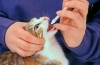 Glisty u kotów: objawy i leczenie
