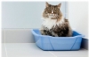 Atonia pęcherza u kota: objawy i leczenie