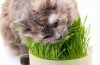 Niedobór witamin u kotów: objawy i leczenie