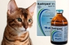 Baytril dla kotów: instrukcje użytkowania