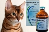 Baytril dla kotów: instrukcje użytkowania, wskazania, recenzje