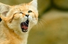 Kot piaskowy (felis margarita)