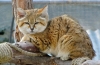 Kot piaskowy: opis rasy, charakter, cechy pielęgnacyjne