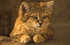 Kot piaskowy: opis gatunku