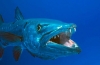 Barracuda - szczupak morski