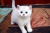 Biały kot: przegląd ras o śnieżnym kolorze