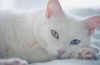 Biały kot o niebieskich oczach: opis rasy, charakter, cechy pielęgnacyjne