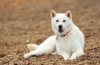 Śnieżnobiały japoński pies kisyu: odważny myśliwy o złożonym charakterze