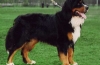 Berneński pies pasterski. Opis rasy, utrzymanie i pielęgnacja