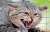 Wścieklizna u kotów: co to jest, objawy choroby