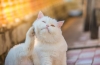 Pchle zapalenie skóry u kotów: objawy i leczenie