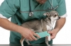 Choroby chihuahua: objawy i leczenie