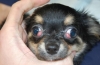 Choroby oczu u psów: klasyfikacja i leczenie
