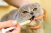 Choroby kotów: przegląd