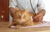 Choroby kotów: opis, objawy i metody leczenia