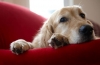 Choroba wątroby u psów: objawy i leczenie
